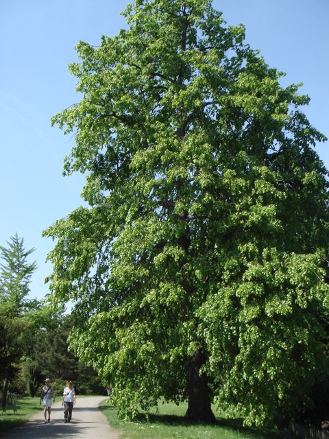 Tilia platyphyllos silhouette